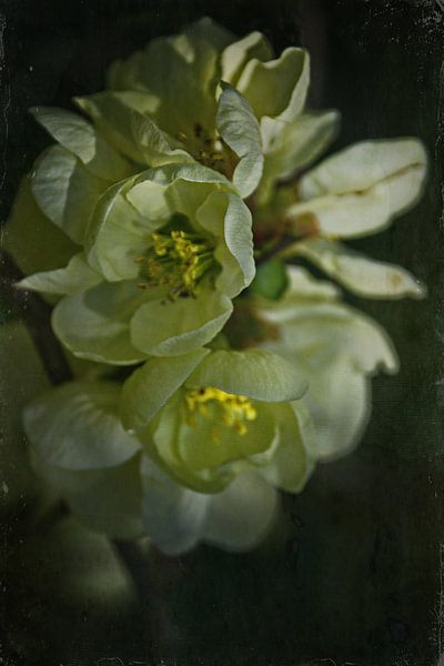 Frühlingsnacht - Quittenblüte von Christine Nöhmeier