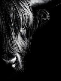 Bœuf Highland - Portrait de détail expressif en noir et blanc sur drdigitaldesign