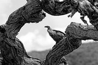 A vulture in a dead tree in Shaba NP. Kenya.