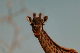 Curious Giraffe by Niels pothof