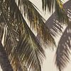 Palm tree Curaçao tropical atmosphere with matt effect by Dennis en Mariska