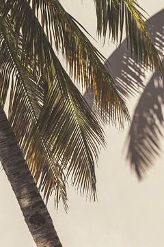 Palmboom Curaçao tropische sfeer met matte effect van Dennis en Mariska