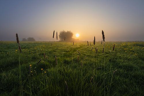 Sonnenaufgang über altem Grasland