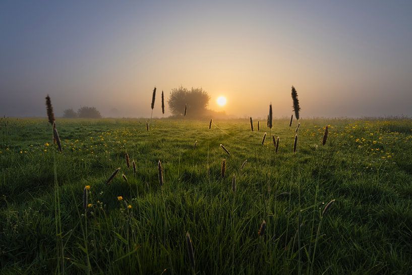 Lever de soleil sur une prairie ancienne par Jeroen Lagerwerf