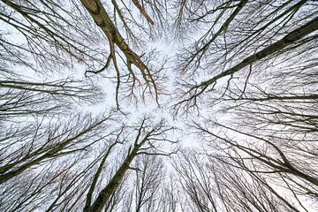 Aan de toppen van de bomen