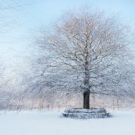 Monde blanc autour du 'chêne solitaire' ; à Amerongen sur Patty Elferink