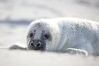 Seal in the sand