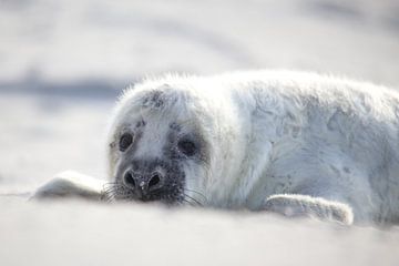 Zeehond in het zand van Joyce Beukenex