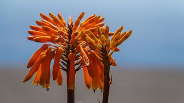 Madeira - Orange blühende Aloe Vera Pflanze mit großen Blüten im warmen Sonnenlicht von adventure-photos