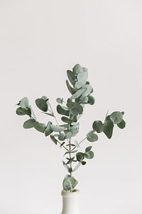 Eukalyptuszweige | Botanisches Bild | Grün | Blätter | Minimalistisch