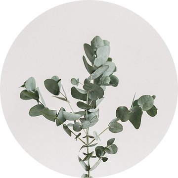 Eucalyptus takken | Botanische foto | Plant | Groen | Bladeren | Minimalistisch van Mirjam Broekhof