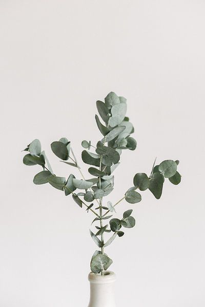 Eucalyptus branches | Botanical picture | Green | Leaves | Minimalist by Mirjam Broekhof