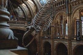Natural History Museum by Eline Huizenga
