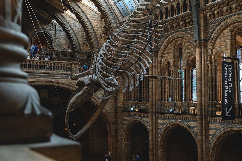 Natural History Museum by Eline Huizenga