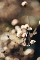 Dried white floral sprig