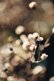 Dried white floral sprig by FemmDesign