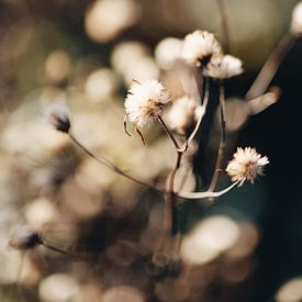 Dried white floral sprig by FemmDesign