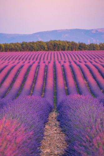 Bloeiende lavendel in de Provence tijdens zonsondergang