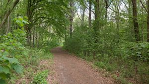 Un sentier forestier dans une forêt de polders