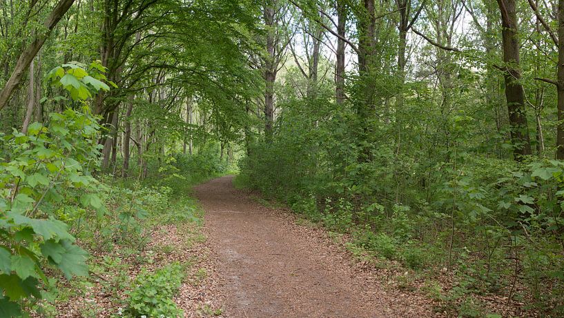 A forest path through a polder forest by Gerard de Zwaan