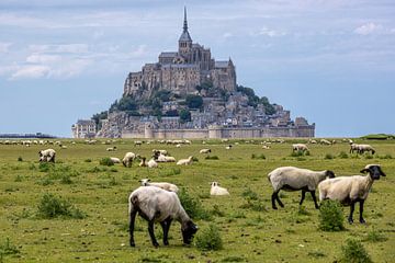 Sheep near the Mont Saint-Michel by Easycopters