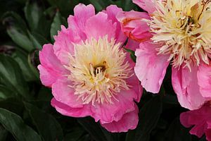 Peony Love von Christiane Schulze