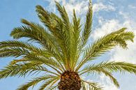 Swaying palm tree in the sun by Arja Schrijver Photography thumbnail