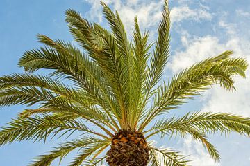 Swaying palm tree in the sun by Arja Schrijver Fotografie