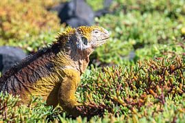 Gelber Landleguan auf den Galápagos-Inseln