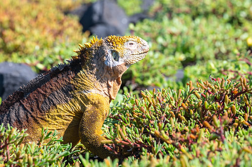 Yellow Land Iguana in the Galápagos by Nancy Pauwels Photo