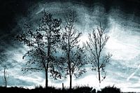 Reflection of trees in the water near Woudbloem Groningen