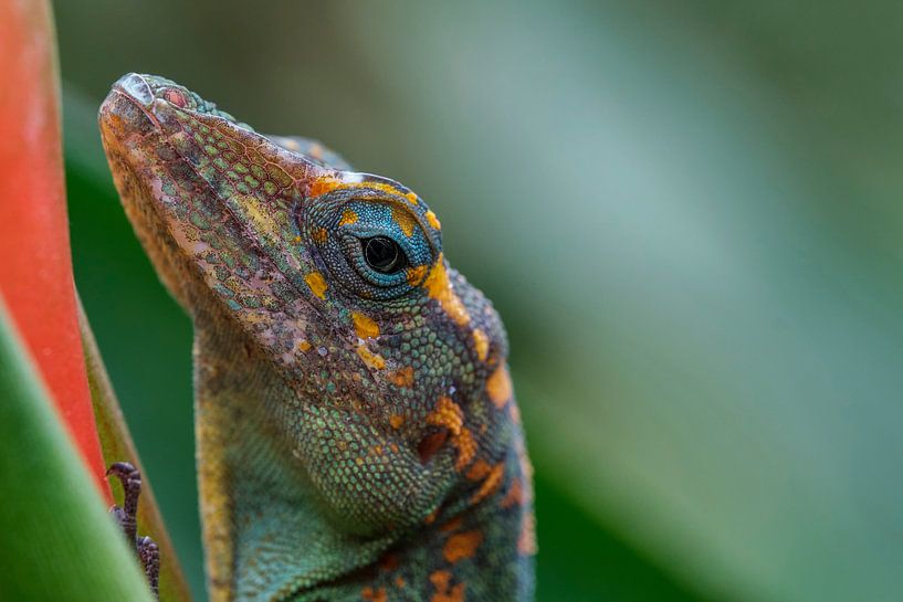 Marmer anolis macro van Ron Meijer Photo-Art