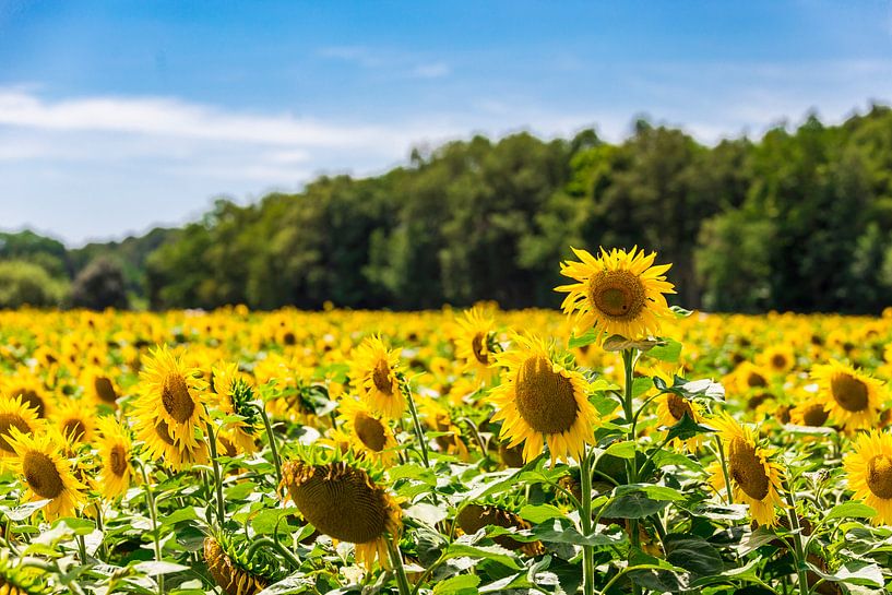 Sonnenblumen im Loiretal. von Easycopters