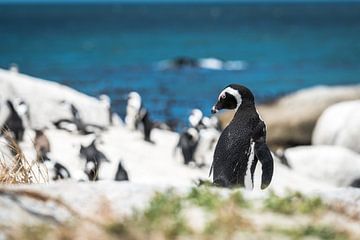 Pinguin van Trudy van der Werf