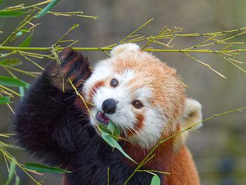 Bamboe etende Kleine Panda van BHotography