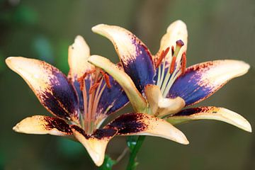 Asiatic lily by Jolanta Mayerberg