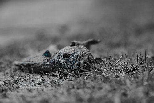 Poissons sur la terre ferme