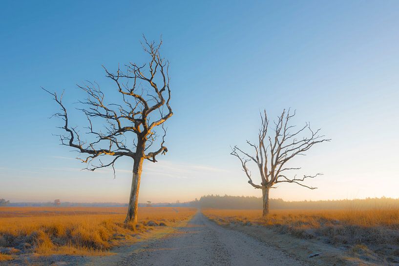 Trees in the morning sun by Ans Bastiaanssen