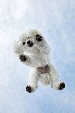 Poodle from below