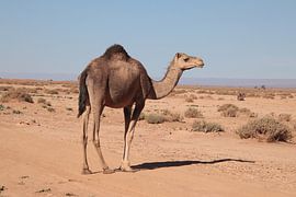 Dromedary in the Sahara