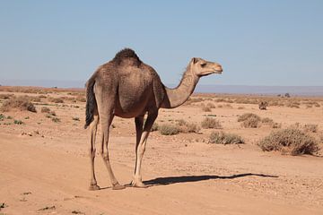 Dromedaris in de Sahara van Jan Katuin