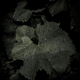 Makrofotografie mit Tropfen auf einem Blatt im Herbst in den Niederlanden von Koen Lipman