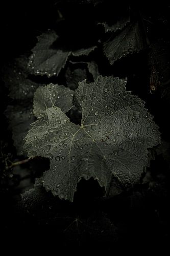 Makrofotografie mit Tropfen auf einem Blatt im Herbst in den Niederlanden