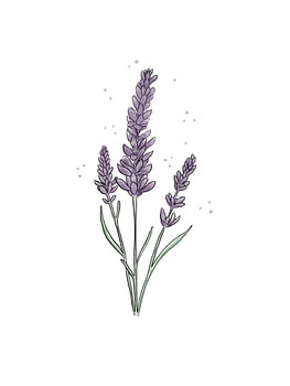 Lavender Watercolour – Line Art – Floral Illustration