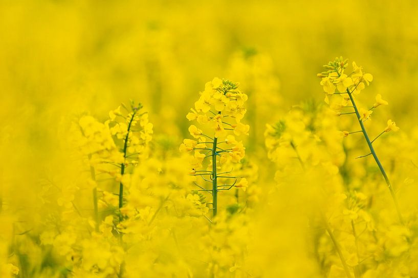 rapeseed by Hillebrand Breuker