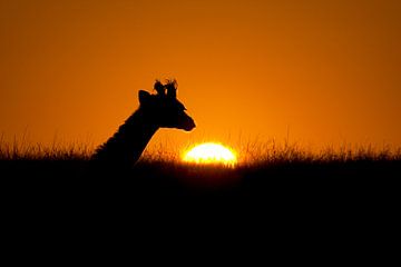 Giraffe in de zonsondergang van Peter Michel
