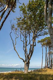 Baltic Sea: Darß West Beach by t.ART