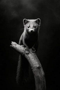 Marten by Poster Art Shop