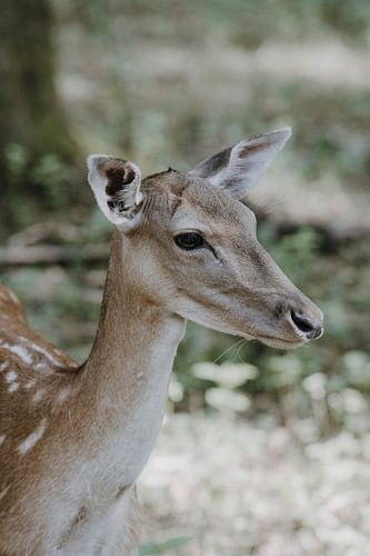 Bambi im Märchenwald