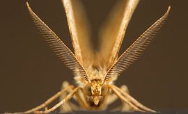 Kleine herculesspanner. by Jeroen  Ruël